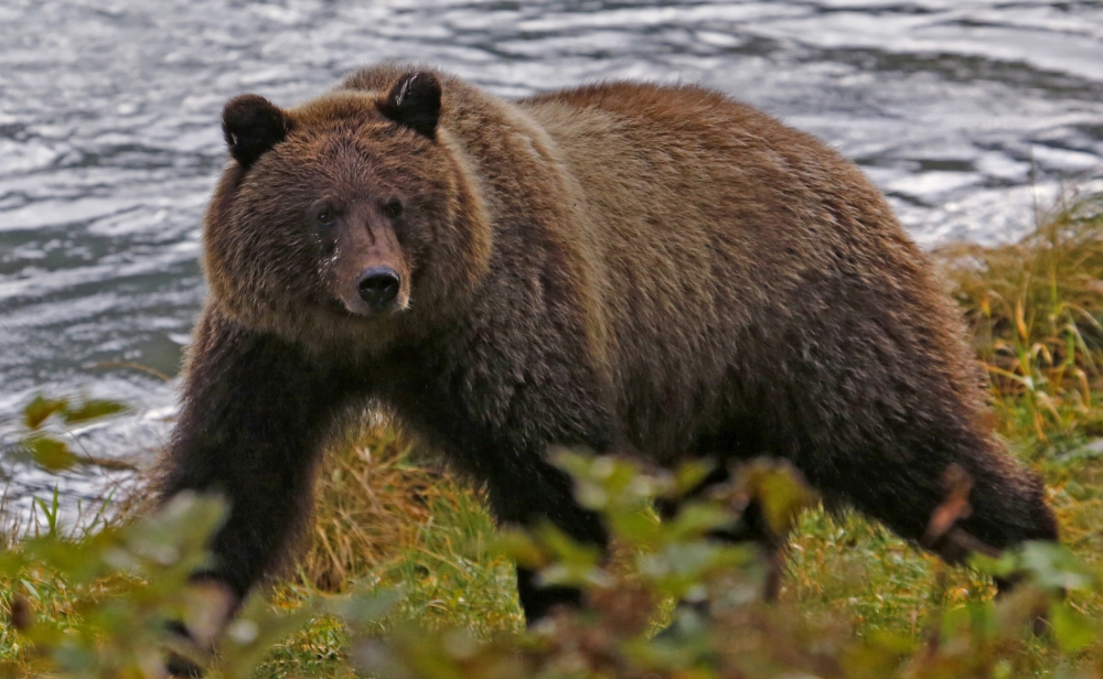 Archaeology Discovery: Bear Bone Found in Ireland ‘Adds New Chapter to Human History’