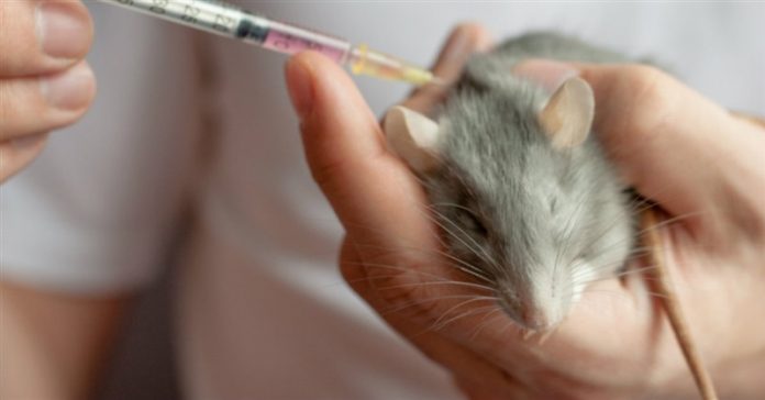 scientists-implant-human-brain-cells-in-mice.jpg
