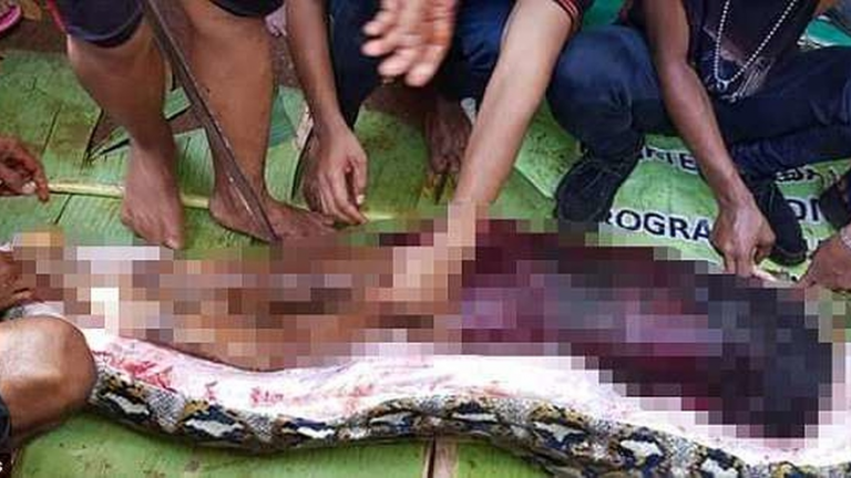 23-Foot-Long Python Swallows Indonesian Woman – Urban Christian News