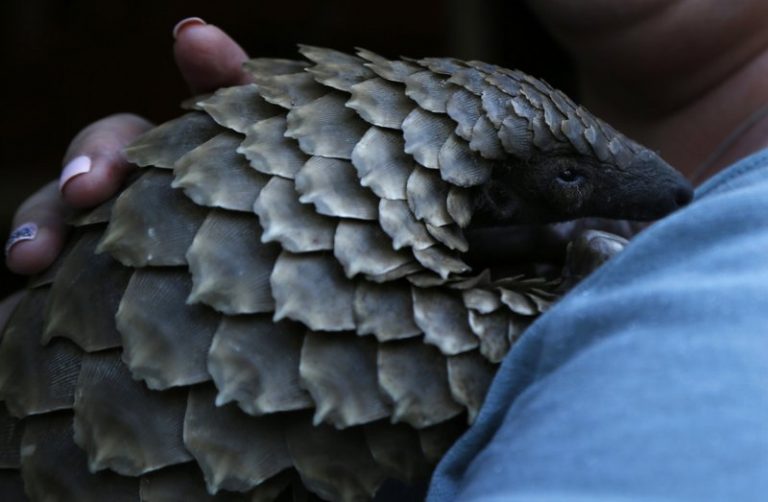 Illegal Industry Prompts Plans in South Africa for Rehabilitation Center for Pangolins – Urban Christian News