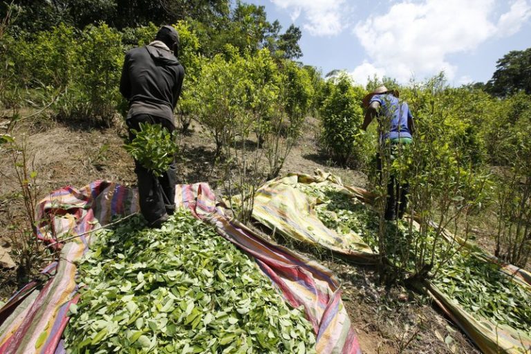 US Report Says Colombia Coca Production Has Risen to Record High – Urban Christian News