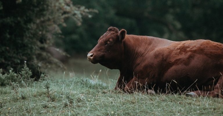 Jewish Group Says Biblical End Times Prophecy Fulfilled with Birth of ‘Perfect’ Red Cow