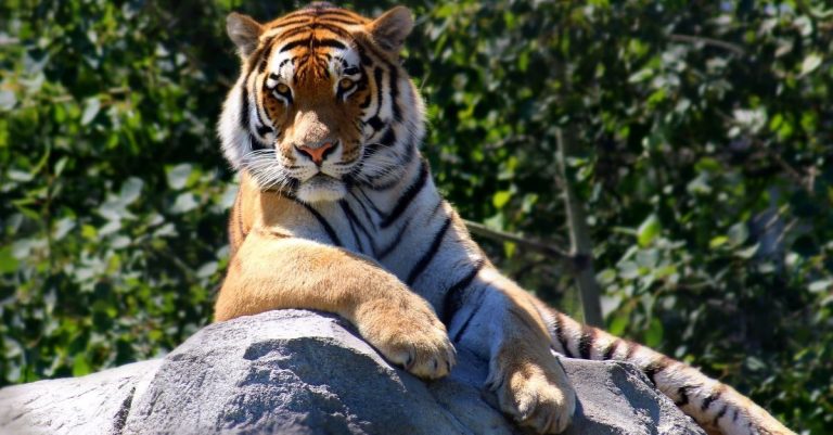 Samaritan’s Purse Gets Award from PETA for Rescuing Starving, Abandoned Tiger and Lion