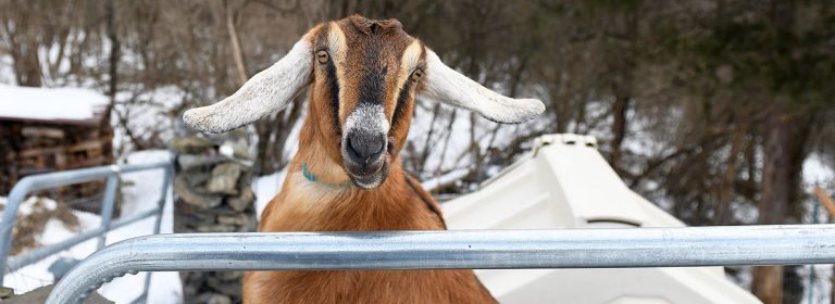 A goat who became mayor and the full worm supermoon: The eternal purpose of this life