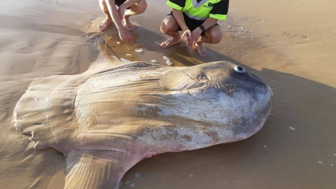 Giant Sunfish Washes Up on Australian Beach – Urban Christian News