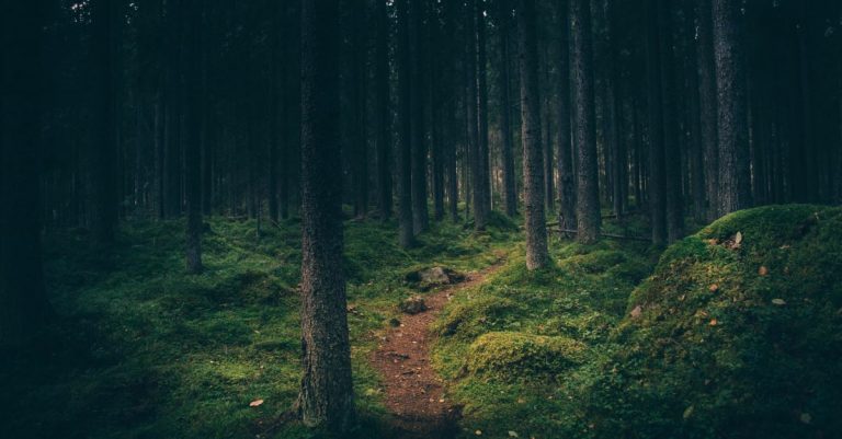 Pastor Found after Missing in the Woods for Several Days, Church Rejoices