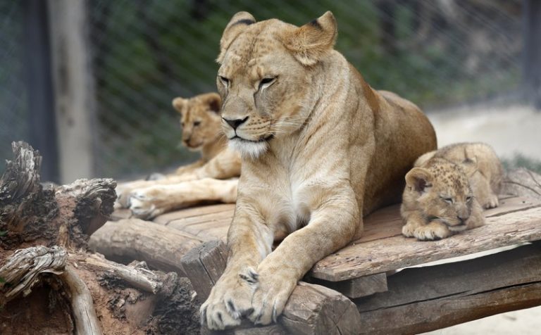 2 Rare Barbary Lion Cubs Born in Czech Zoo – Urban Christian News