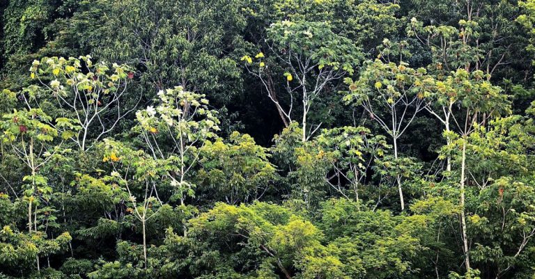 The Amazon Rainforest Is on Fire and Burning at an Alarming Rate