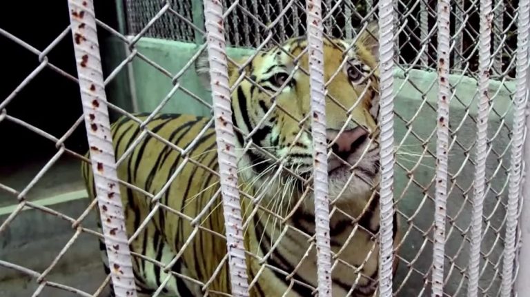 Half of the Tigers Rescued 3 Years Ago From Thai Buddhist Temple Reported Dead – Urban Christian News