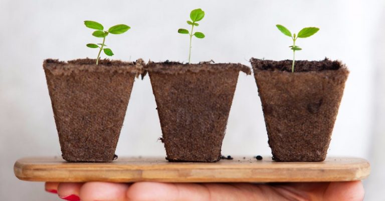 Union Theological Seminary Urges Its Students to Confess Sins to Plants