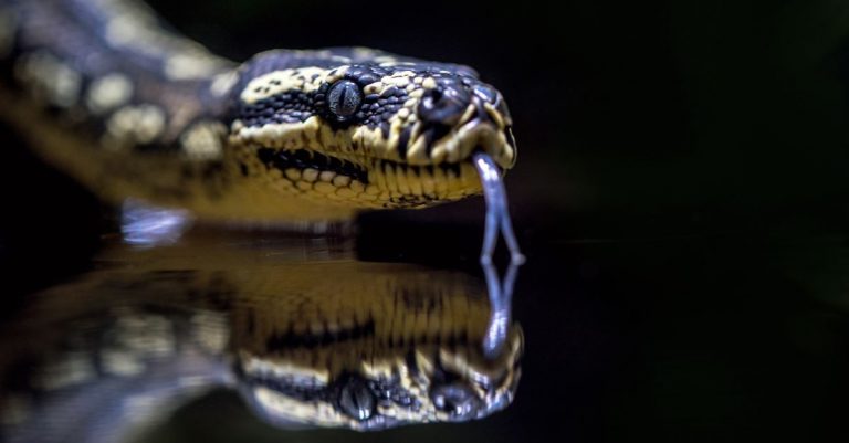 New Fossil Suggesting Snakes Once Had Legs Helps Explain God’s Curse on Serpents in Genesis