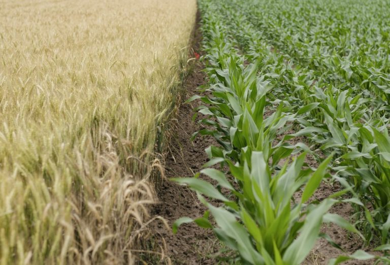 Mike Glenn on Why Jesus Talked So Much About Agriculture