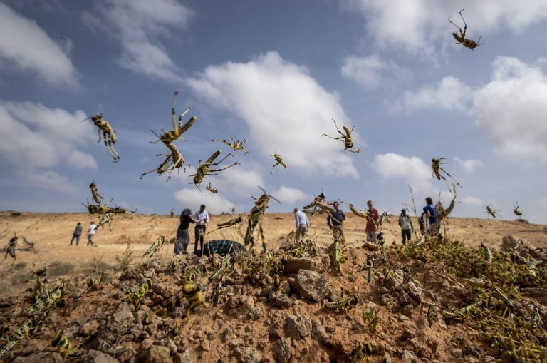 Locust Swarms 'as Big as Major Cities' Invade Africa, Threatening Crops, Millions of Lives