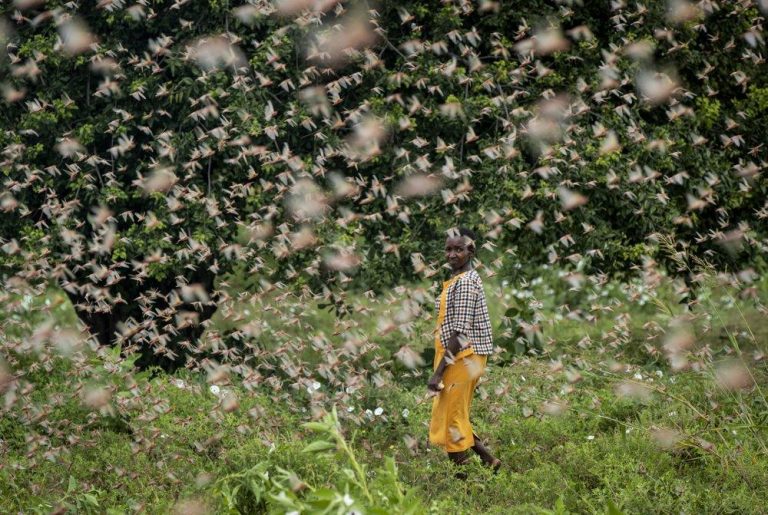 ‘Extremely Alarming’: New Swarms of Locusts Ravage Africa, Middle East
