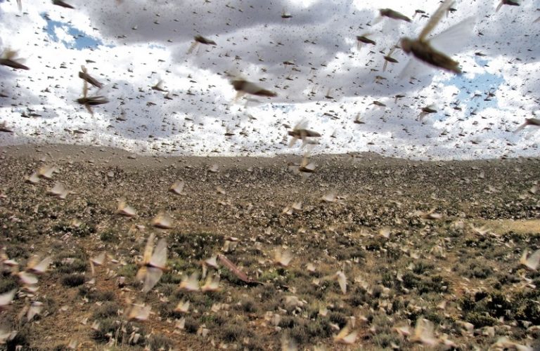 Compassion International Helping Ethiopia Recover from Devastating Locust Invasion as Coronavirus Plague Outbreak Threatens Country