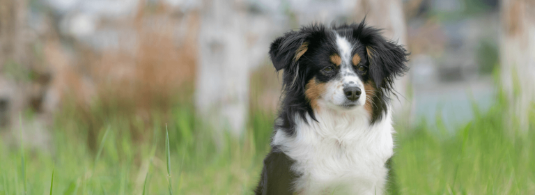 Family finds the dog that saved them from a tornado: Surprising someone with God’s compassion today