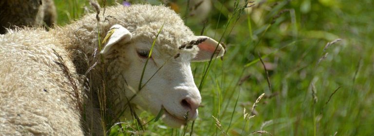 Sheep flock to a McDonald’s in Wales: How will you be remembered?