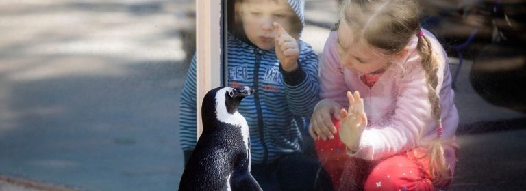 Penguins visit an art museum: Caring for creation and honoring the Creator