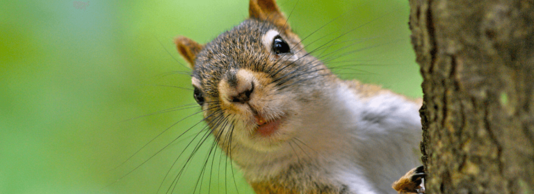 Engineer builds backyard squirrel obstacle course, video goes viral: A psalm that leads to ‘unhurried serenity and peace and power’