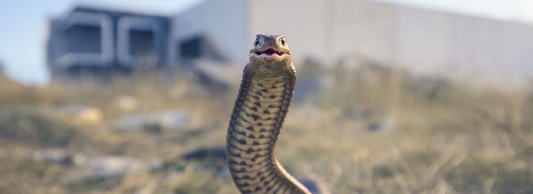 Man fights off one of the world’s deadliest snakes while driving: The urgency and privilege of living a life God can bless