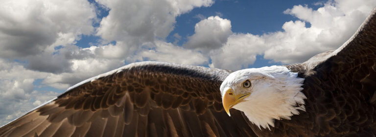 Bald eagle attacks government drone: You were designed to soar