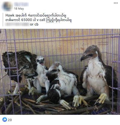 Facebook Purges Ads for Illegal Wildlife in Southeast Asia as Online Trade Surges – Urban Christian News