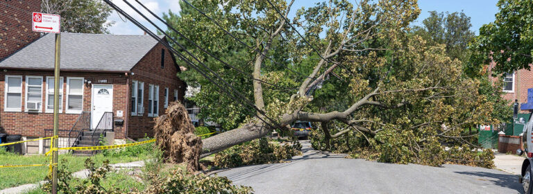 How a tropical storm created “two-faced” trees: What happens when we separate Sunday from Monday