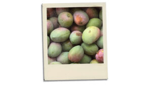 Postcard from Delhi: Mangoes Worth Waiting For