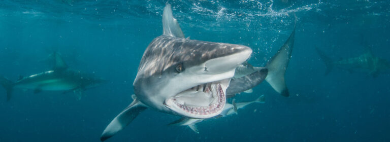 Shark kills surfer on protected beach: The frailty of life and urgency of compassion