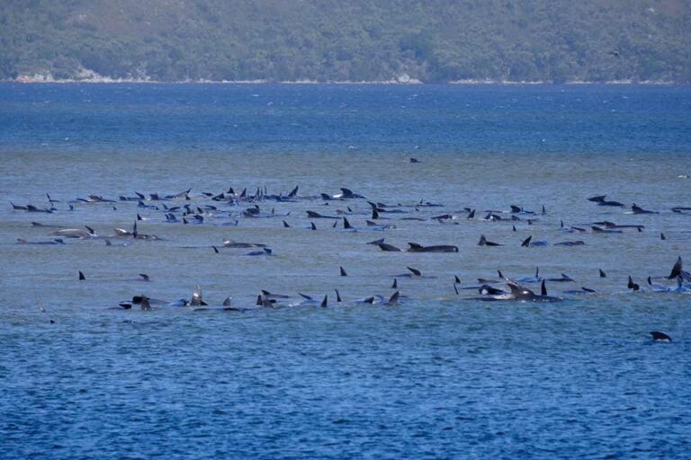 Around 270 Whales Stranded on Sandbar Off Australia’s Tasmania – Urban Christian News